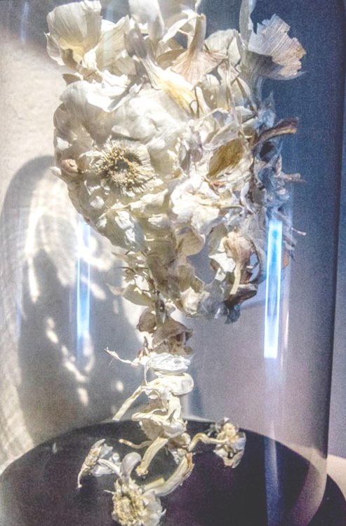 Allium sativum amen - Piet.sO  2014 sculpture vanité en fanes d'ail sous cloche de verre